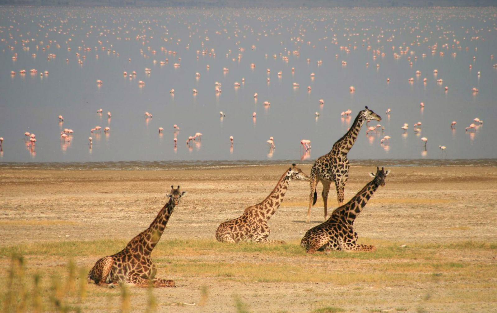 Tanzania Joining Safari