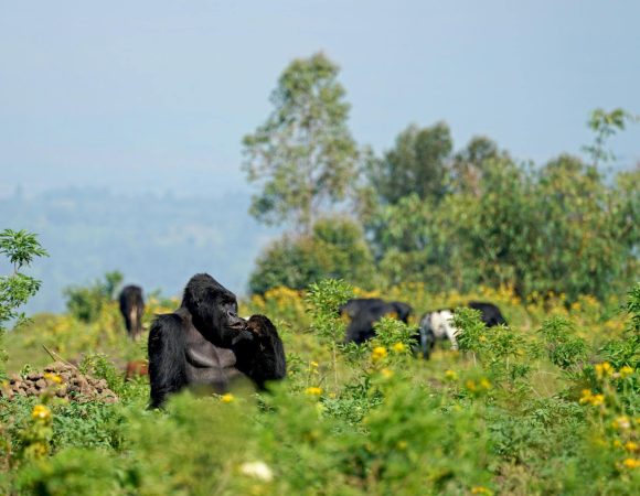 GORILLA TREKKING IN RWANDA & UGANDA – ALL YOU NEED TO KNOW