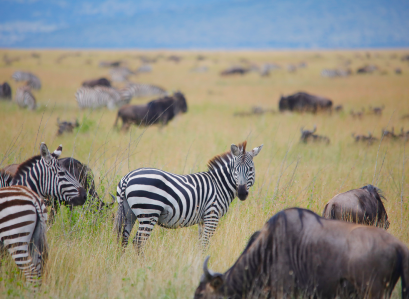 The best time to visit Tanzania